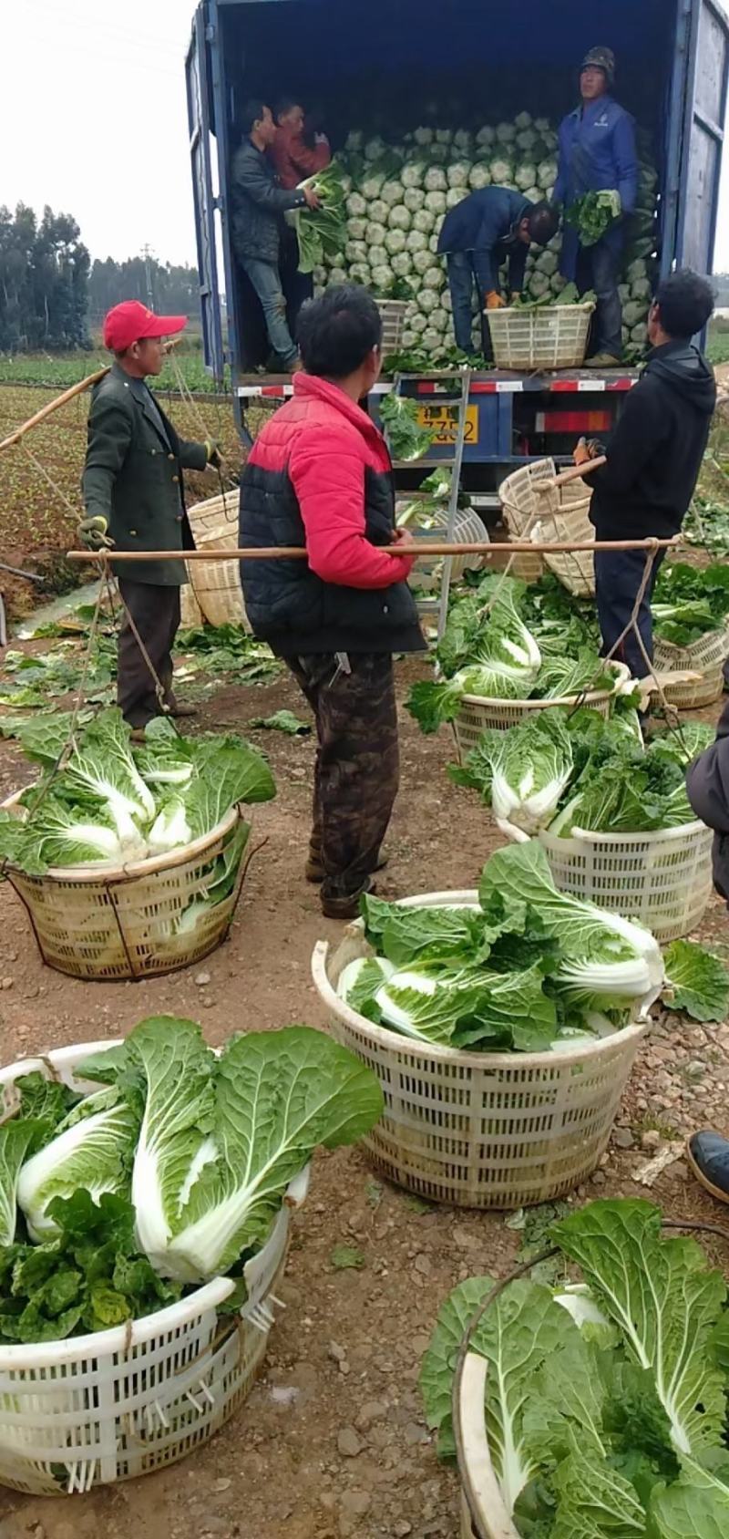 白菜（（产地直供实力代收，货源充足，期待长期合作