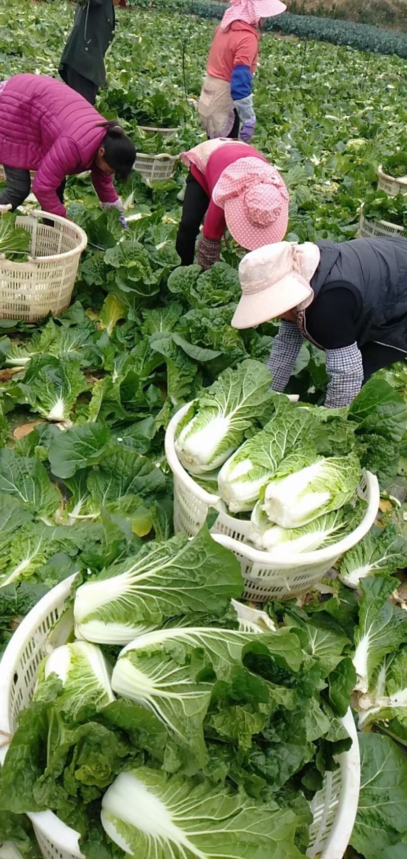 白菜（（产地直供实力代收，货源充足，期待长期合作
