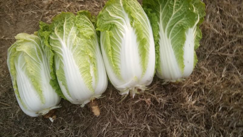 本基地娃娃菜大量上市中大小可选品质好适合大小市场分级包装