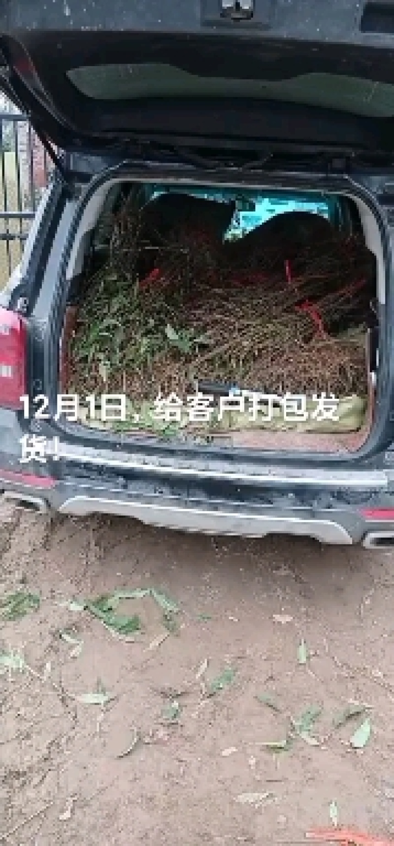 中蟠13号桃苗签订购苗合同，诚信经营。