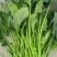 大叶菠菜，大量供应，菠菜，菠菜，市场货，10吨起批