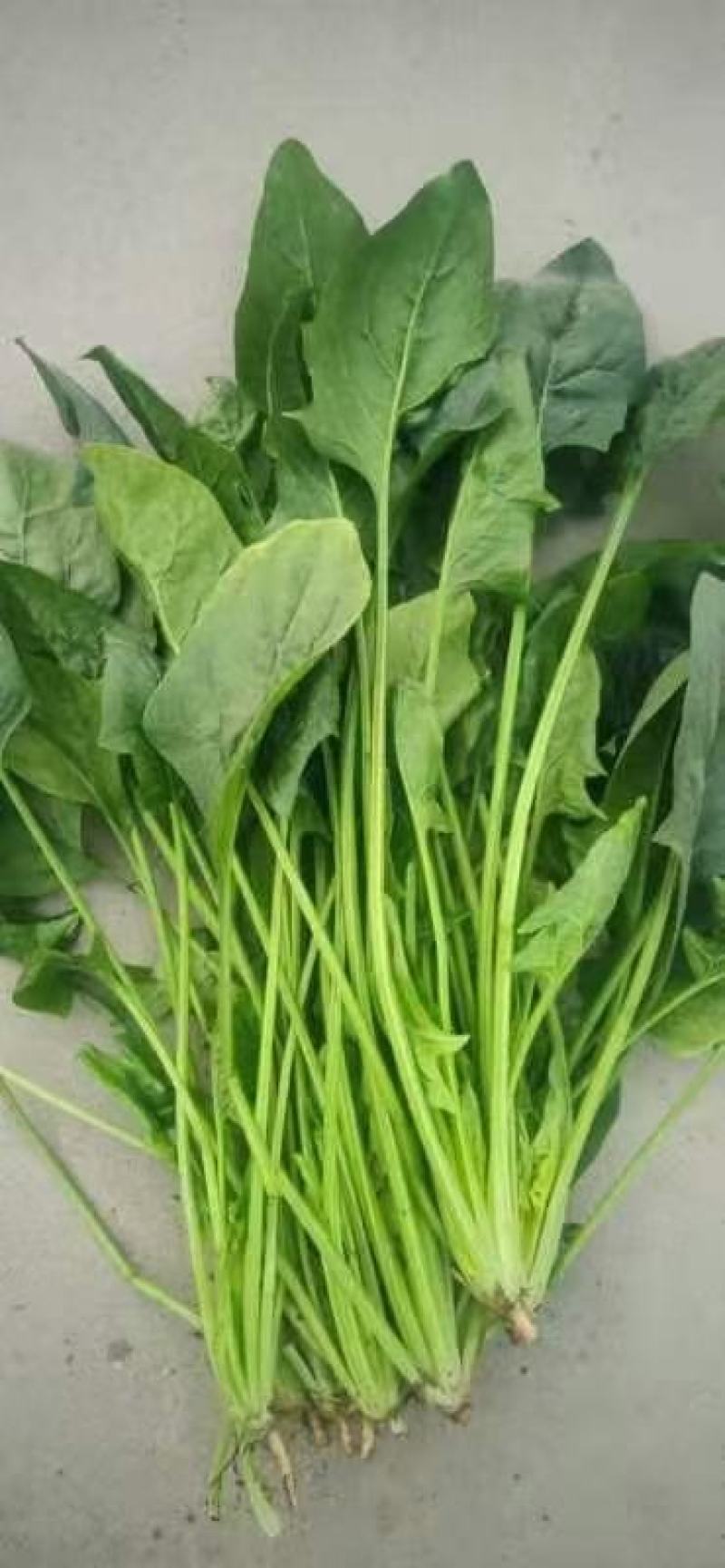 大叶菠菜，大量供应，菠菜，菠菜，市场货，10吨起批