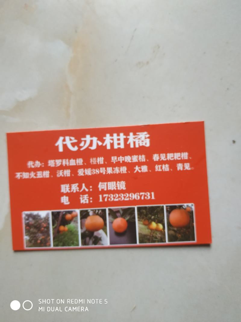 橙子塔罗科血橙2号3号4号7号还有晚血橙8号