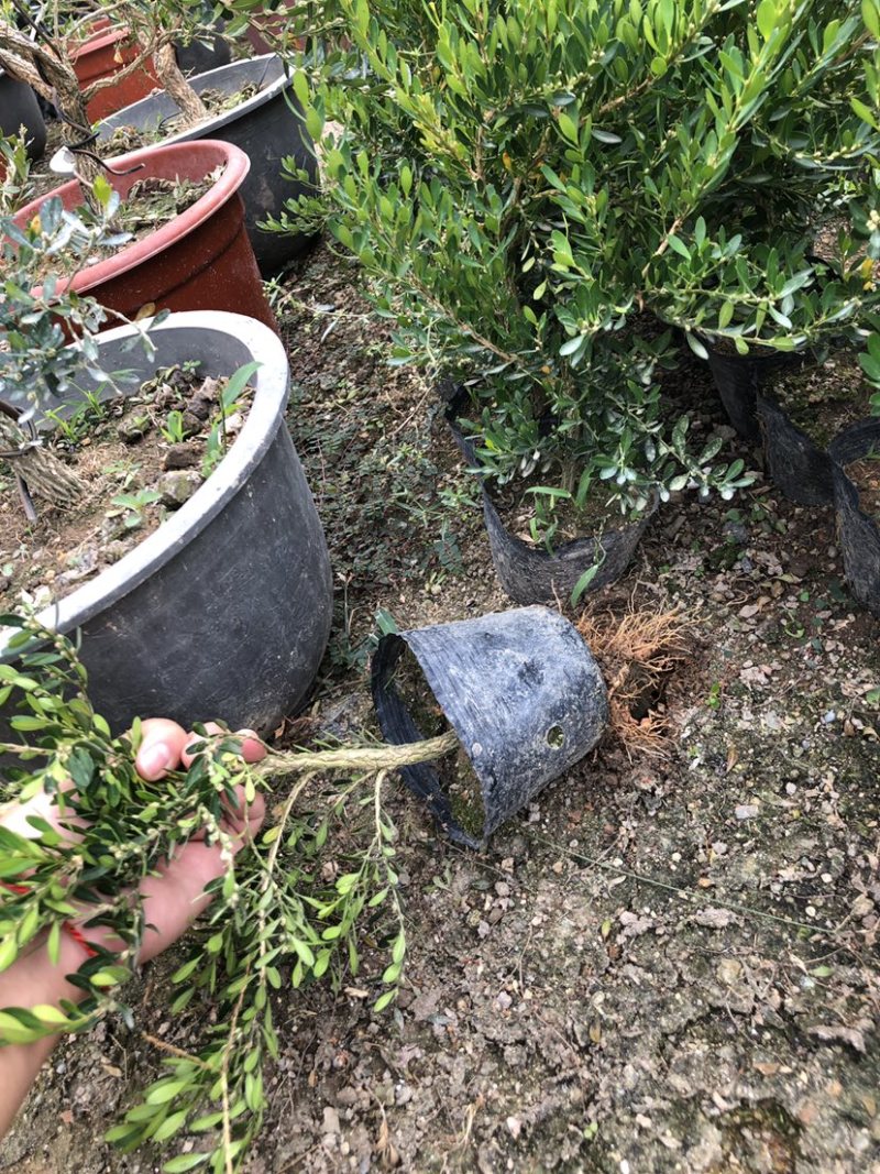 雀舌黄杨小苗袋苗高度30-40厘米基地批发