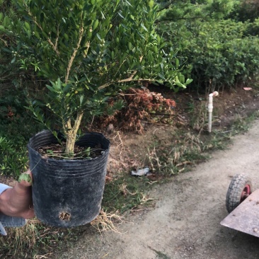 雀舌黄杨小苗袋苗高度30-40厘米基地批发