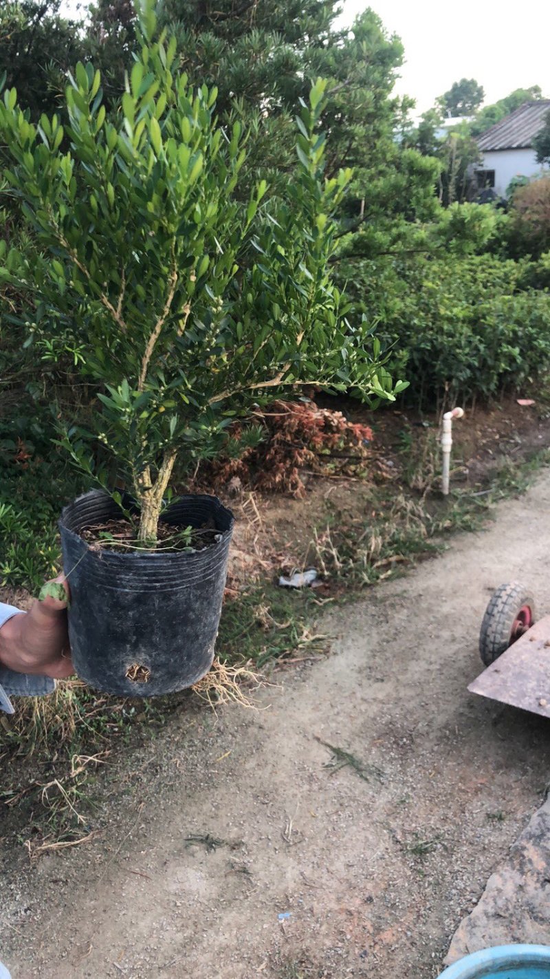 雀舌黄杨小苗袋苗高度30-40厘米基地批发
