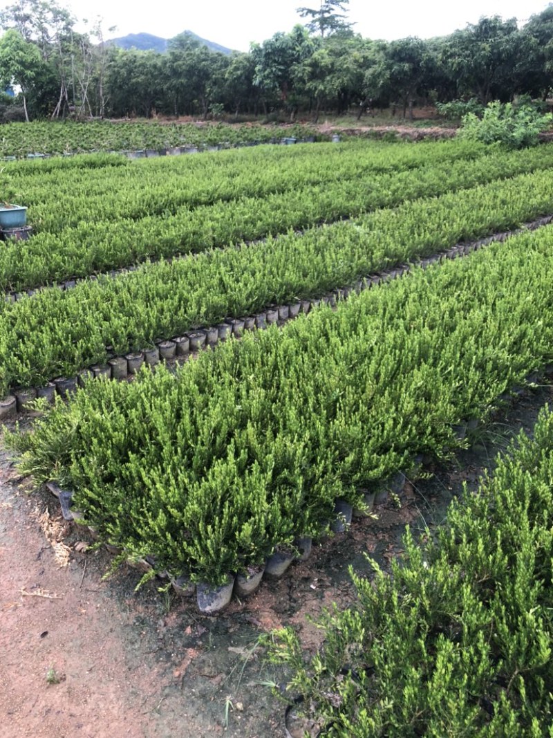 雀舌黄杨小苗袋苗高度30-40厘米基地批发