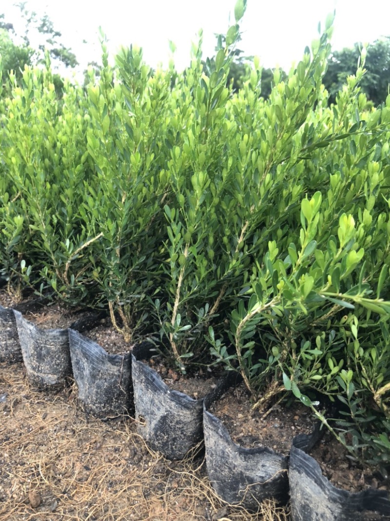 雀舌黄杨小苗袋苗高度30-40厘米基地批发