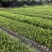 雀舌黄杨小苗袋苗高度30-40厘米基地批发
