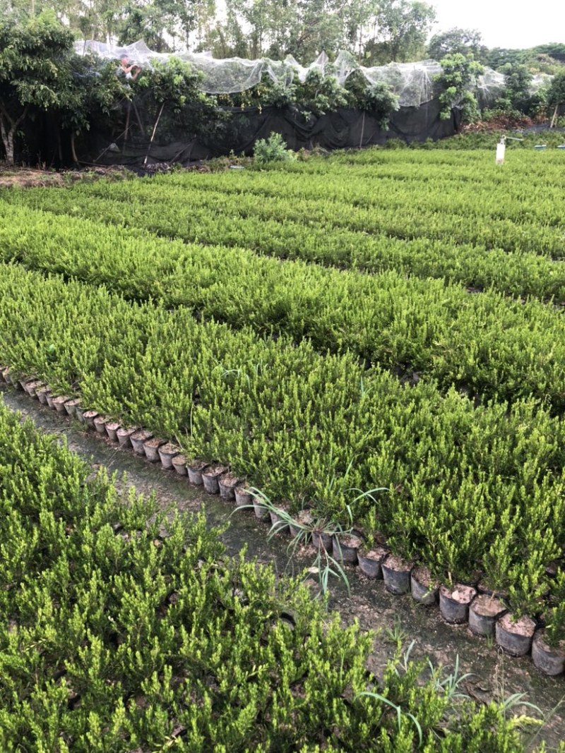 雀舌黄杨小苗袋苗高度30-40厘米基地批发