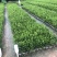 雀舌黄杨小苗袋苗高度30-40厘米基地批发