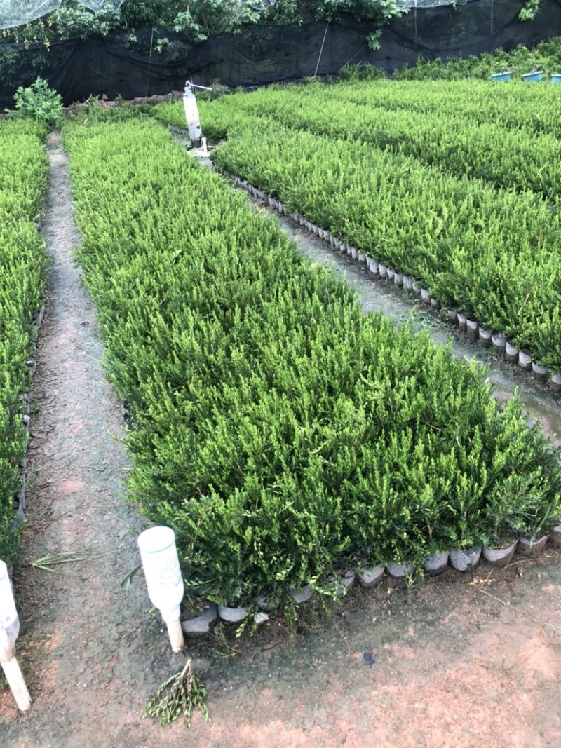雀舌黄杨小苗袋苗高度30-40厘米基地批发