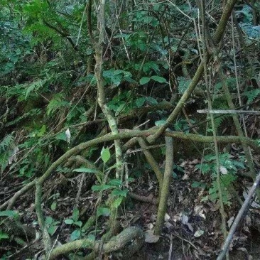 鸡血藤，大山深处生长，药用价值高
