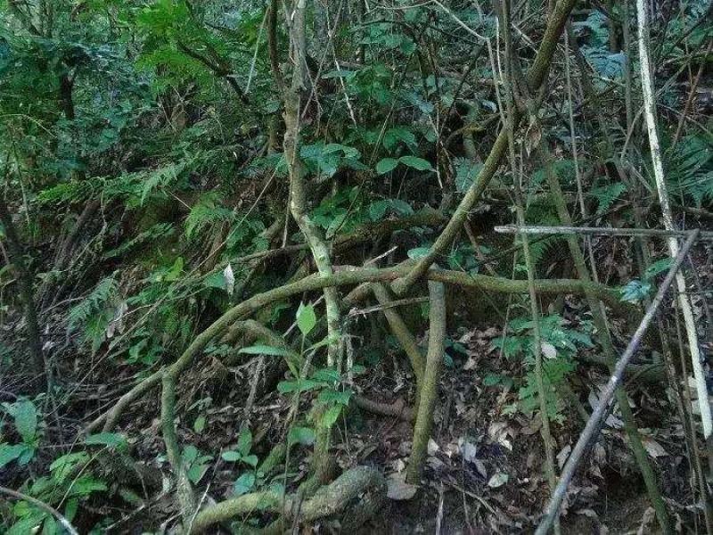 鸡血藤，大山深处生长，药用价值高