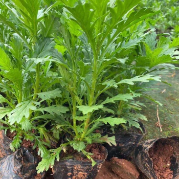 木春菊木春菊种子，木春菊价格，木春菊批发