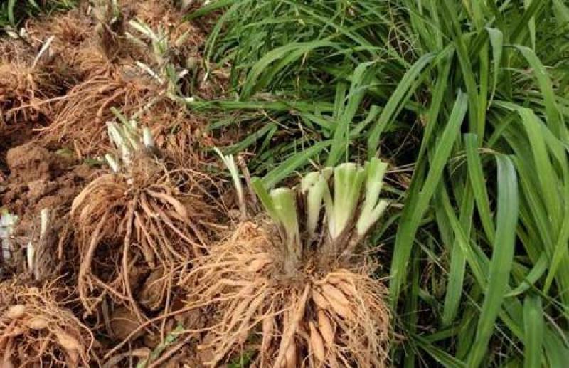 川东优质黄花菜苗大量供应，现卖现挖，成活率高
