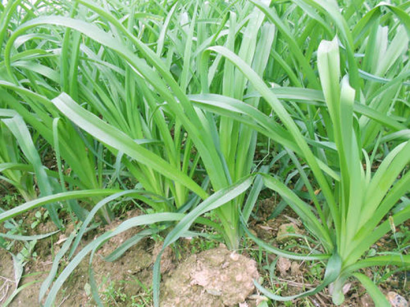 川东优质黄花菜苗大量供应，现卖现挖，成活率高