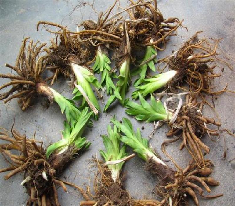 川东优质黄花菜苗大量供应，现卖现挖，成活率高
