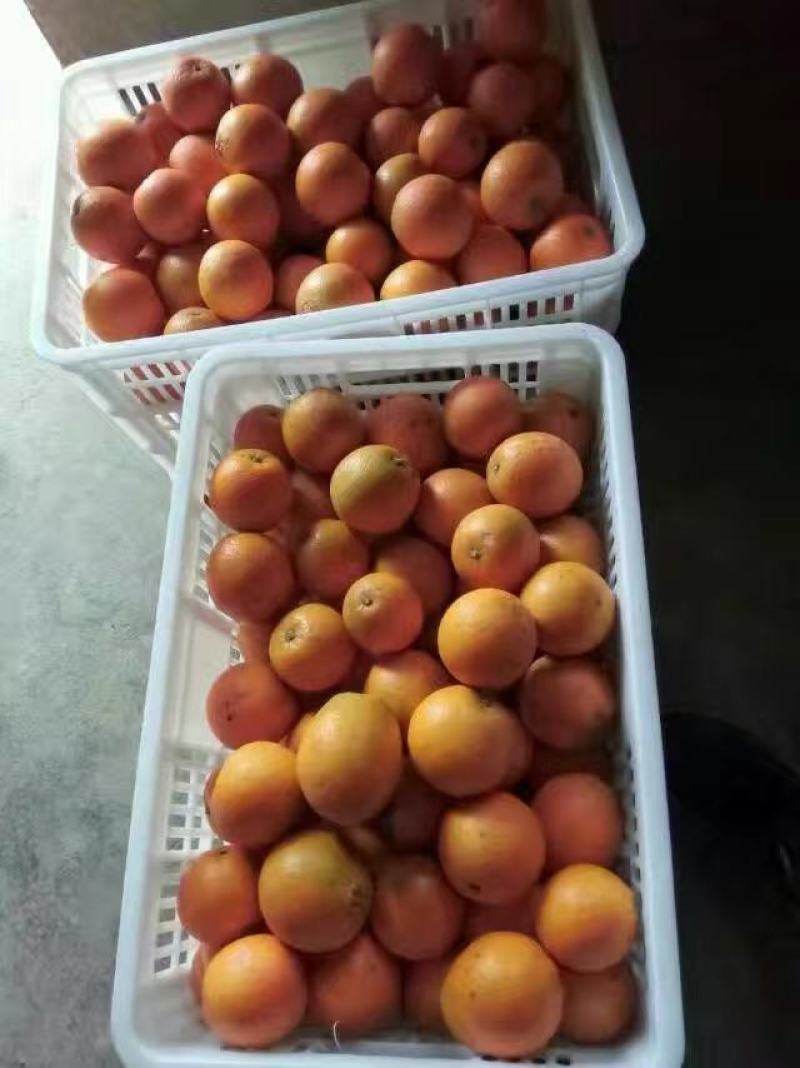崀山脐橙新宁脐橙红心橙