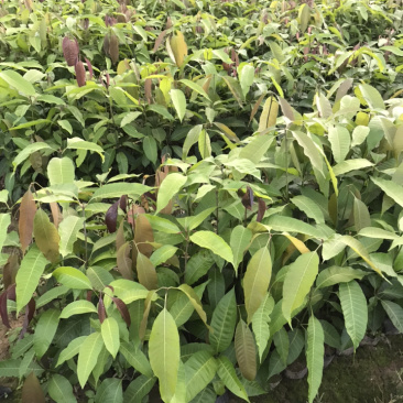 芒果实生杯苗