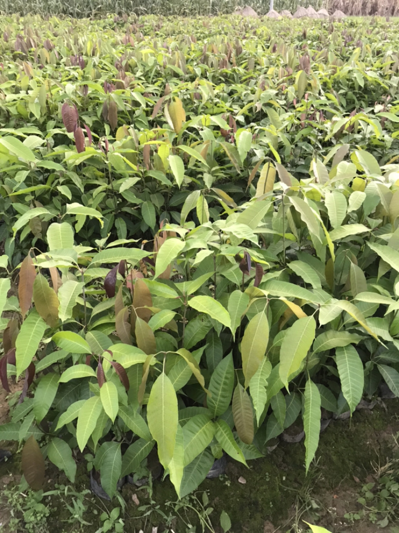 芒果实生杯苗