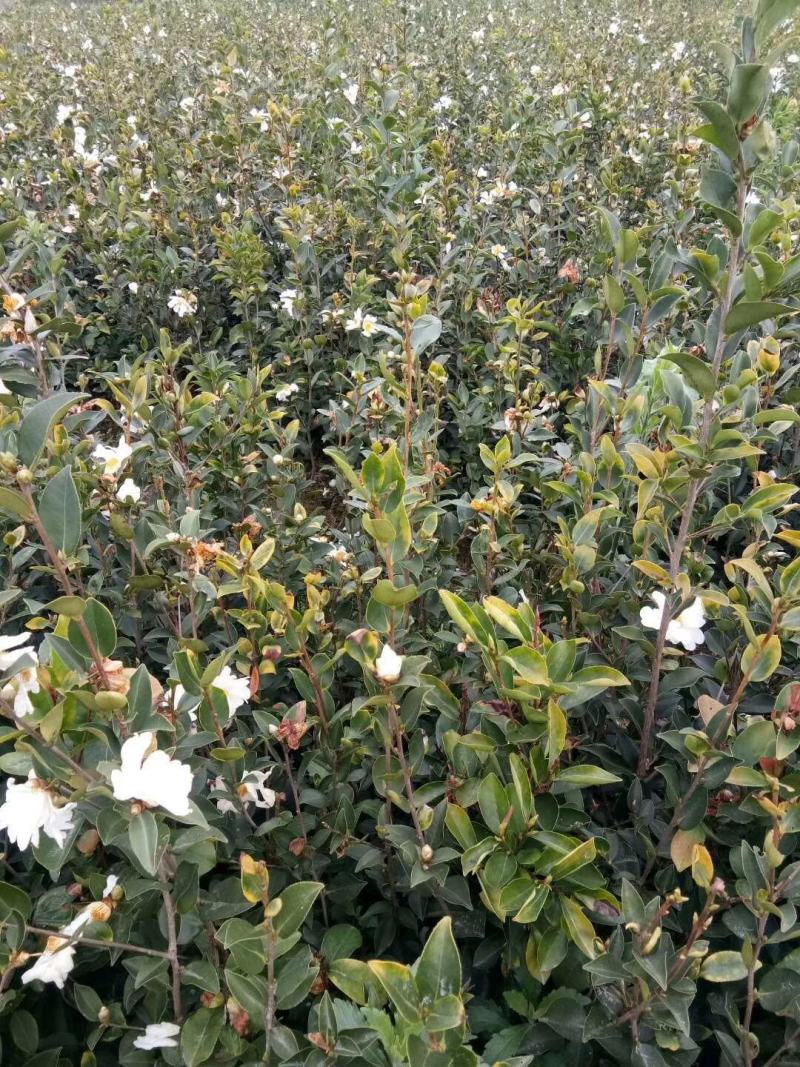 正宗大果软枝油茶苗苗子价格都实在30公分高起苗