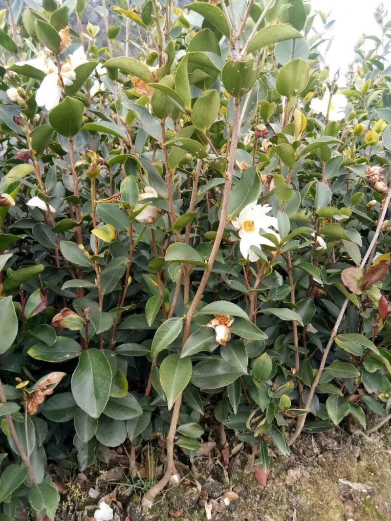 正宗大果软枝油茶苗苗子价格都实在30公分高起苗