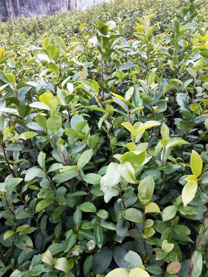 正宗大果软枝油茶苗苗子价格都实在30公分高起苗
