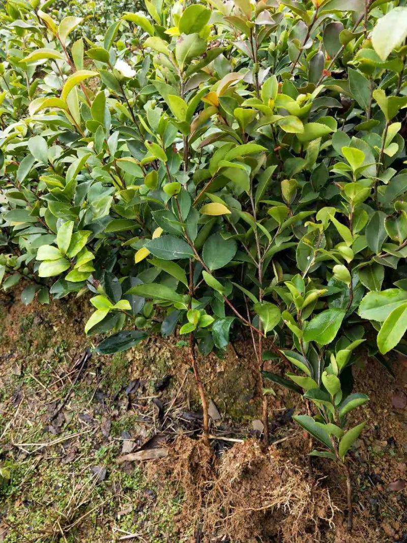 正宗大果软枝油茶苗苗子价格都实在30公分高起苗