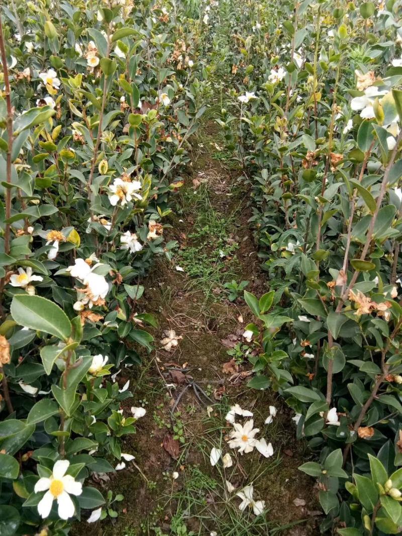 正宗大果软枝油茶苗苗子价格都实在30公分高起苗