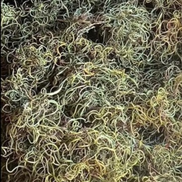 大量长期供应化石草！