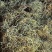 大量长期供应化石草！