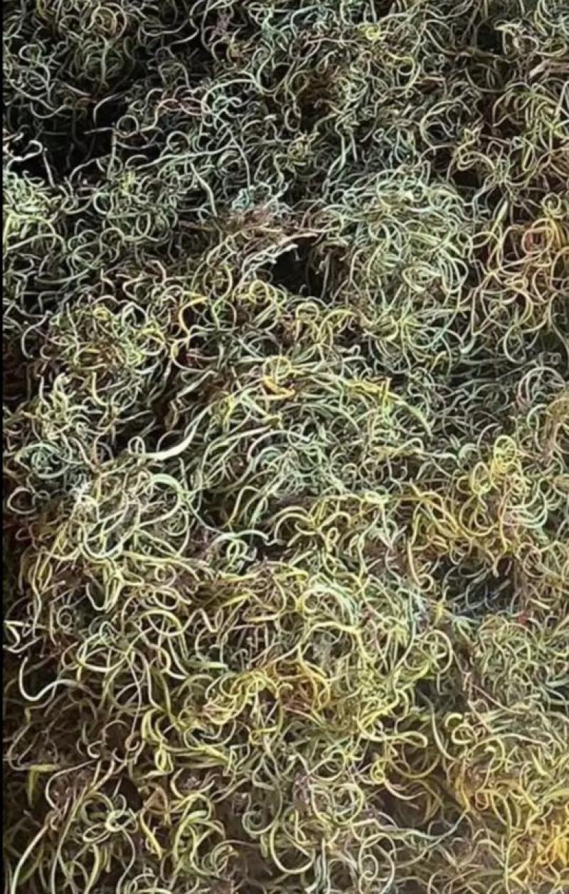 大量长期供应化石草！