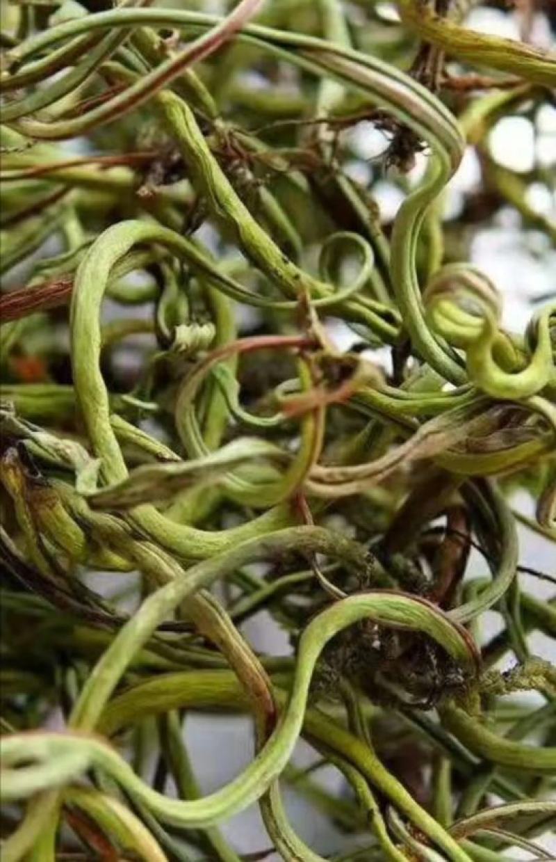 大量长期供应化石草！