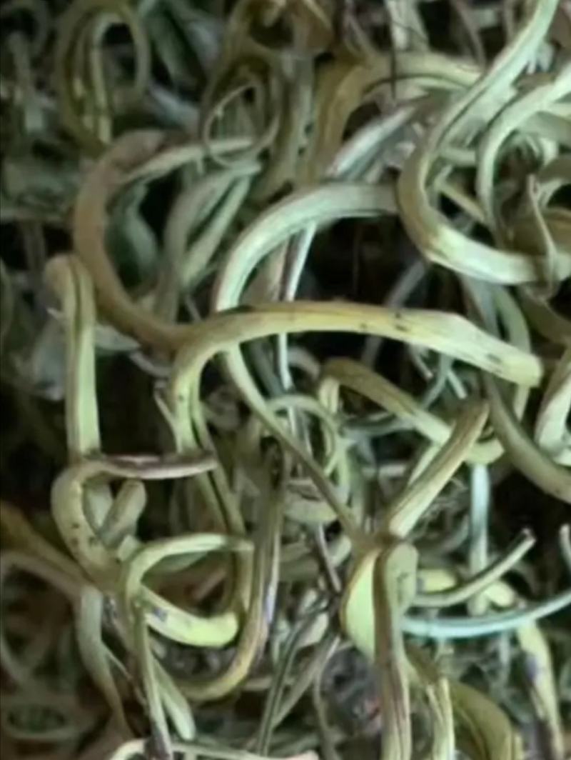 大量长期供应化石草！