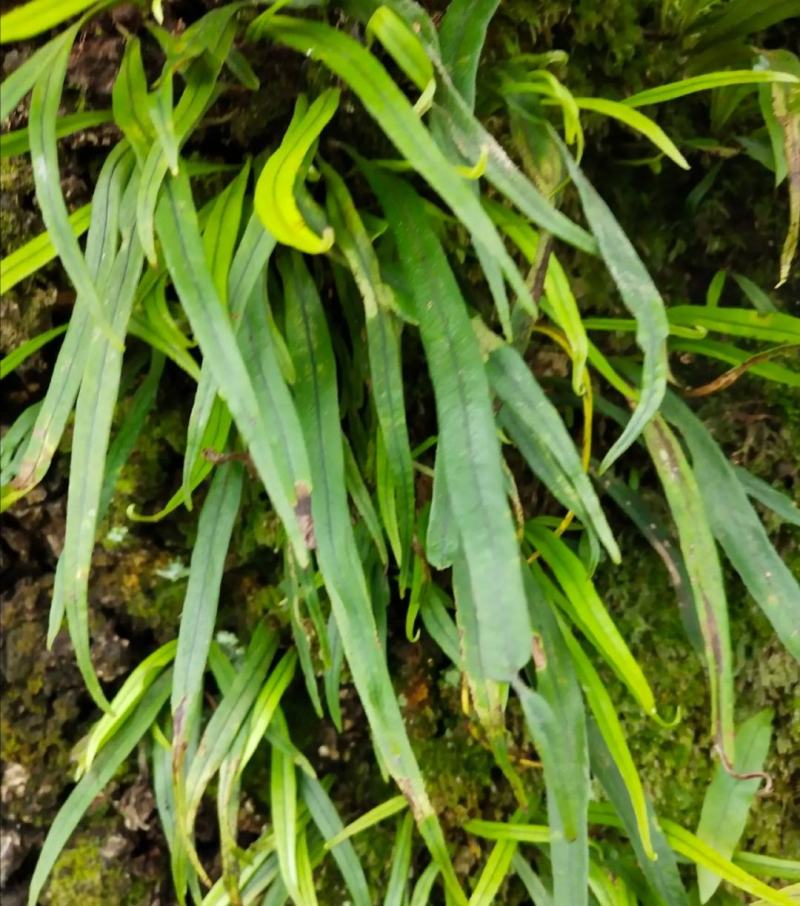 大量长期供应化石草！