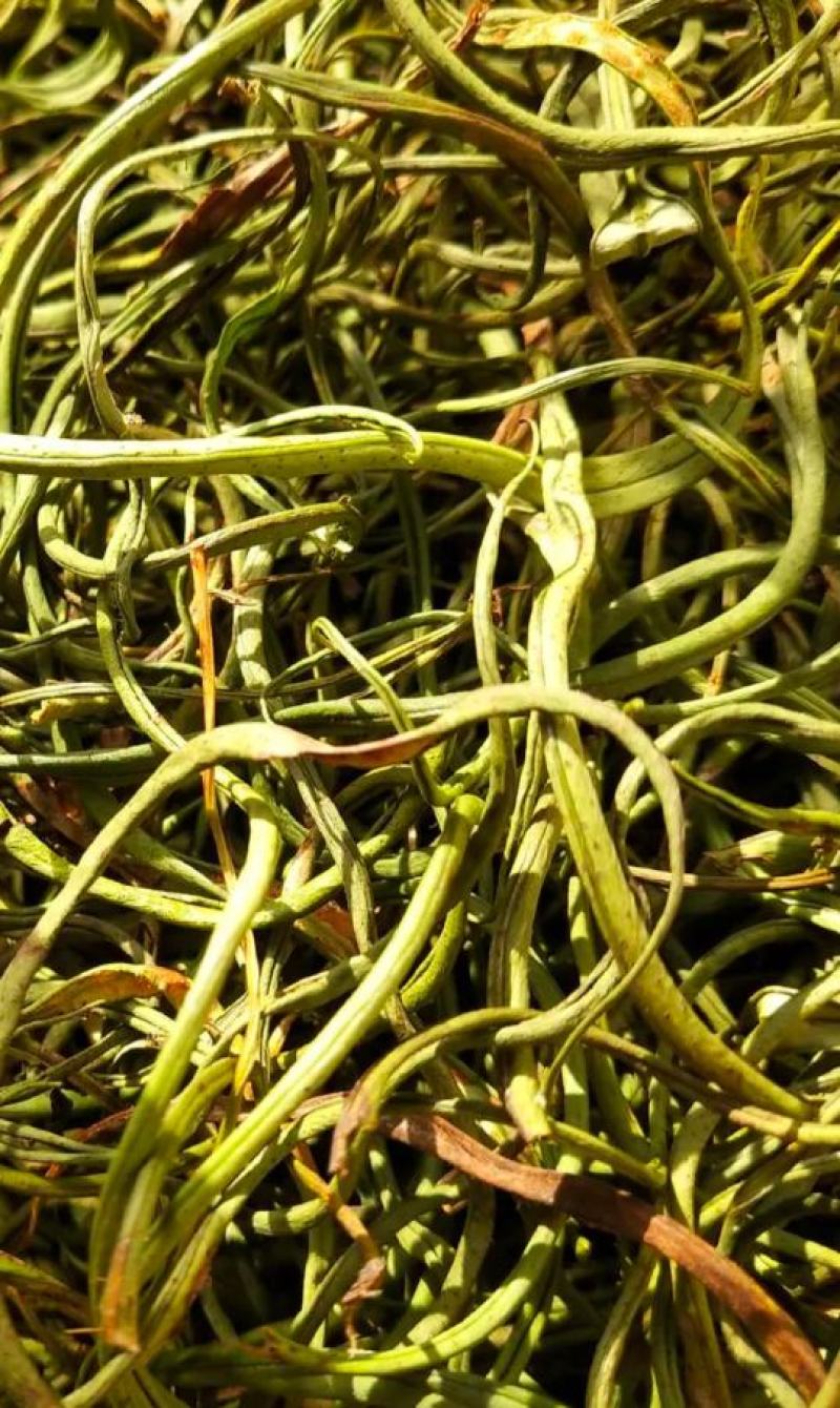 大量长期供应化石草！