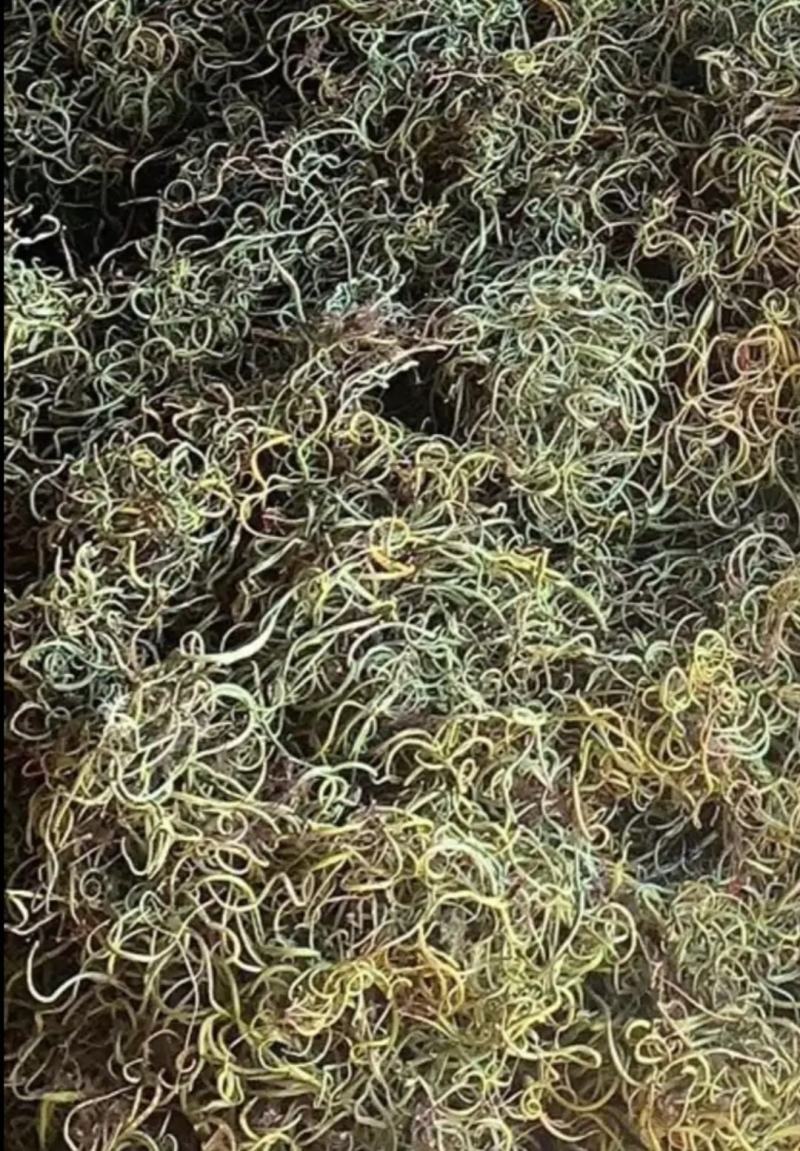 大量长期供应化石草！