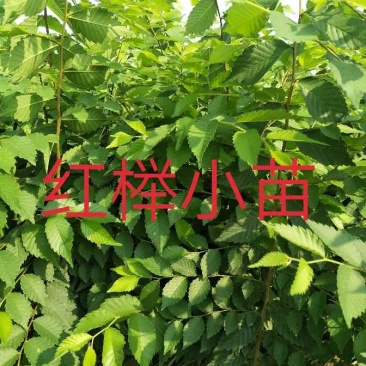优质红榉树小苗，红榉，0.3元一棵，江苏榉树小苗