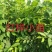 优质红榉树小苗，红榉，0.3元一棵，江苏榉树小苗