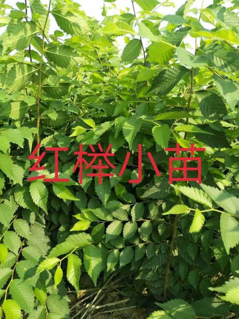 优质红榉树小苗，红榉，0.3元一棵，江苏榉树小苗