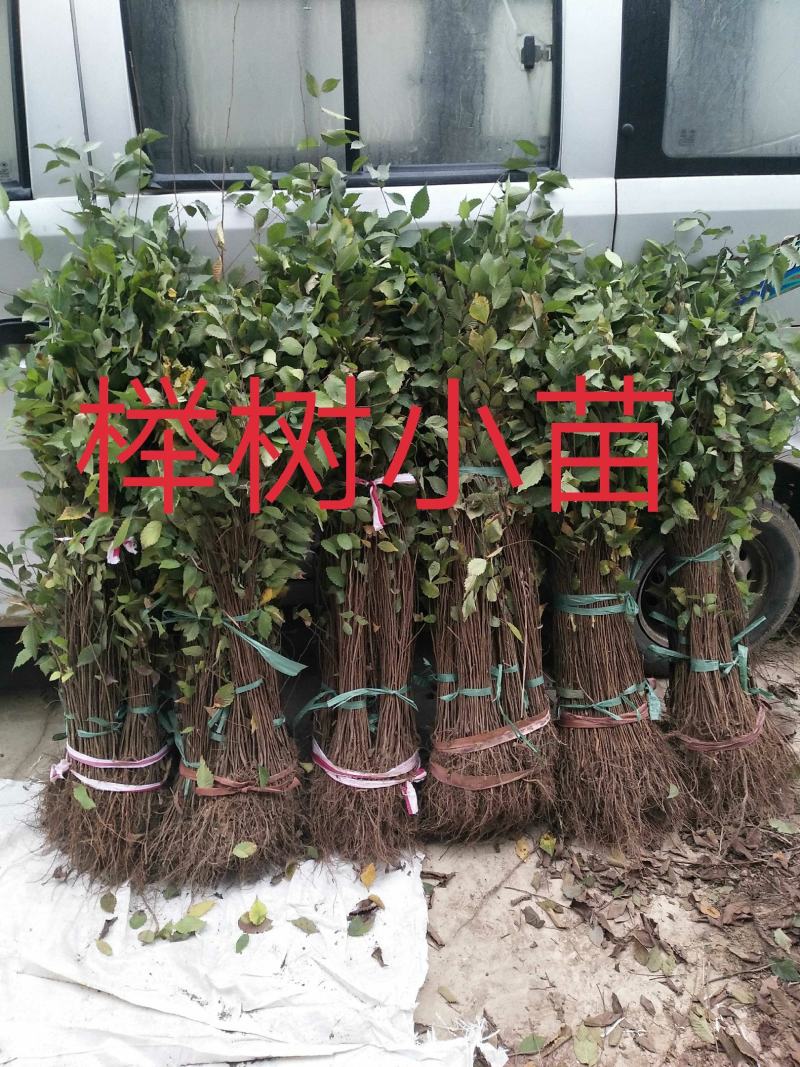 优质红榉树小苗，红榉，0.3元一棵，江苏榉树小苗