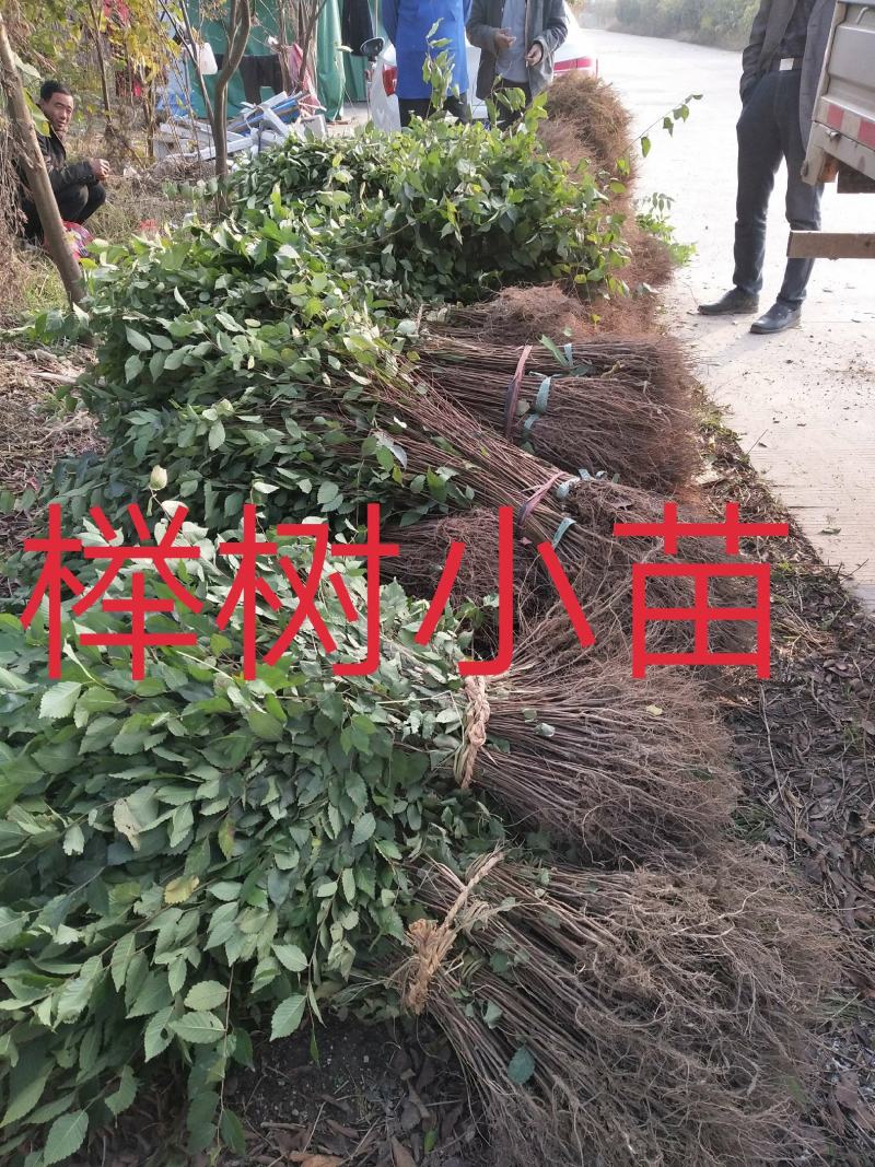 优质红榉树小苗，红榉，0.3元一棵，江苏榉树小苗