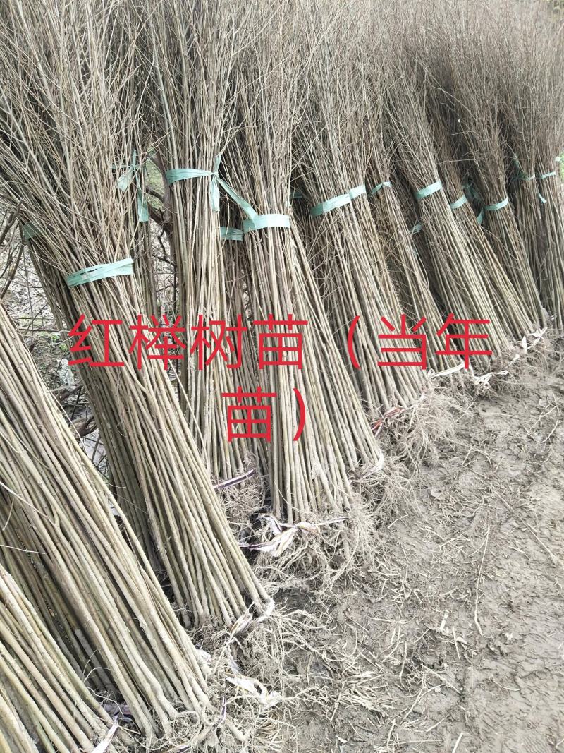 优质红榉树小苗，红榉，0.3元一棵，江苏榉树小苗