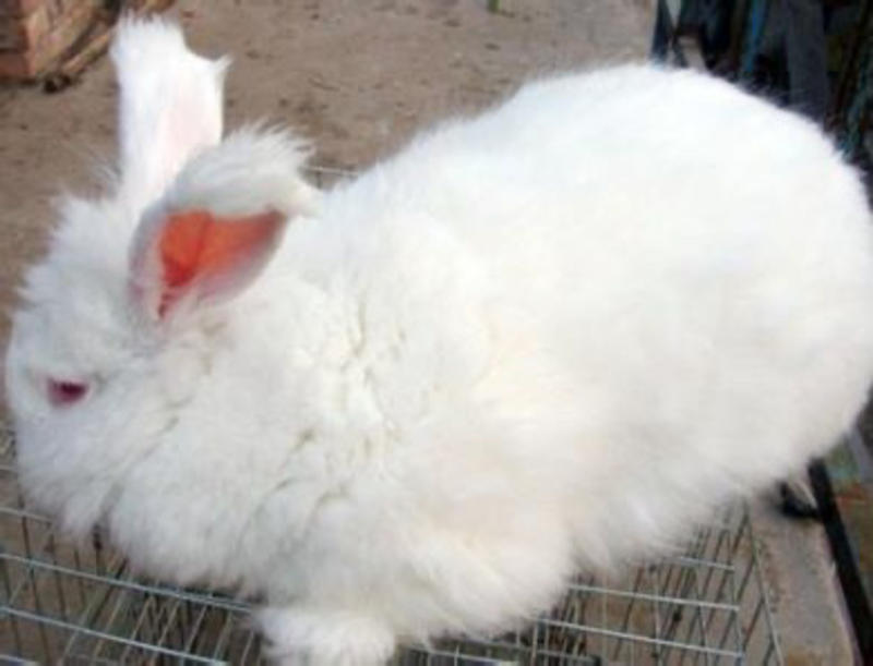 长毛兔种兔品种优良养殖利润高产毛率高含绒量大