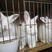 长毛兔种兔品种优良养殖利润高产毛率高含绒量大