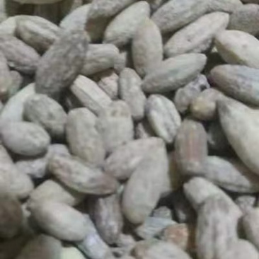 沙枣种子大量批发