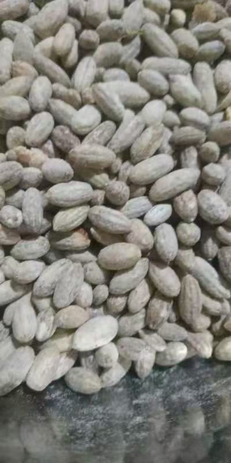 沙枣种子大量批发