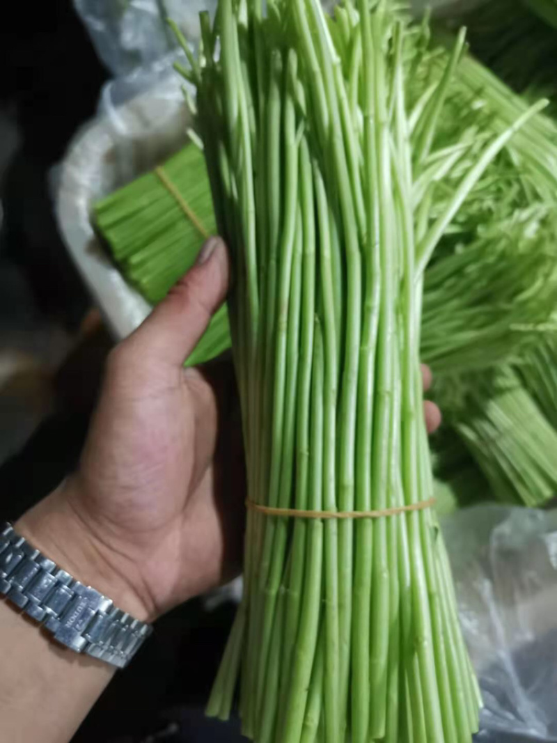精品芦篙，自家基地，价格实惠，品质保证