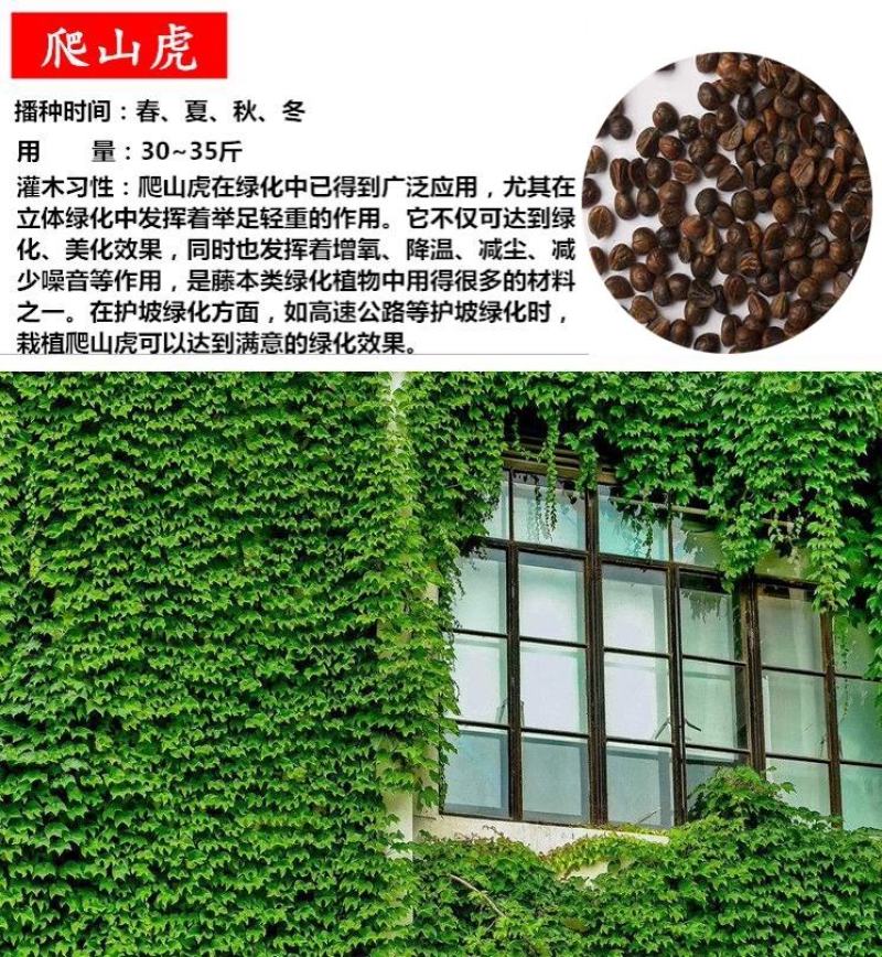新采爬山虎种子五叶地锦种子秋天变红爬墙虎四季种护坡